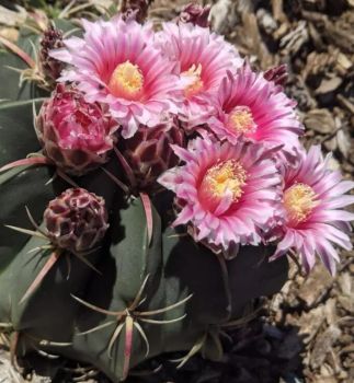 Ferocactus macrodiscus